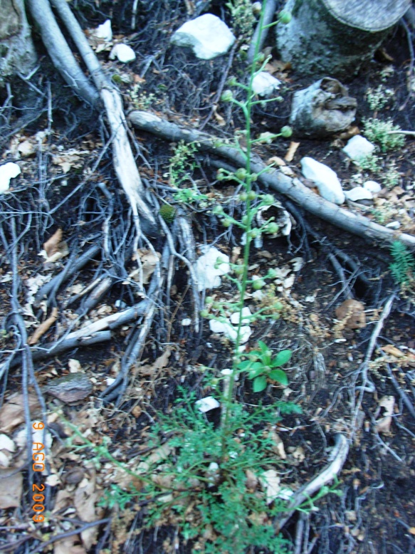 faggeta1 - Scrophularia sp.